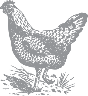 chicken-grey